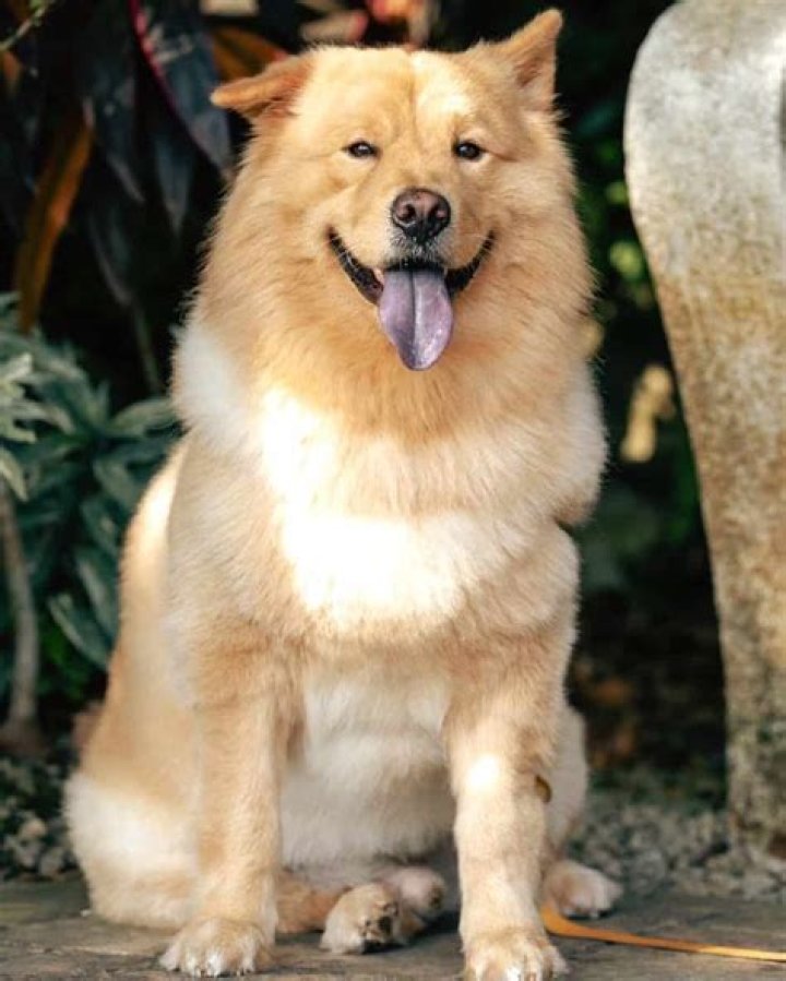 What is a Golden Retriever and Chow Chow mix?