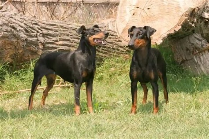 What is a Manchester Terrier a mix of?