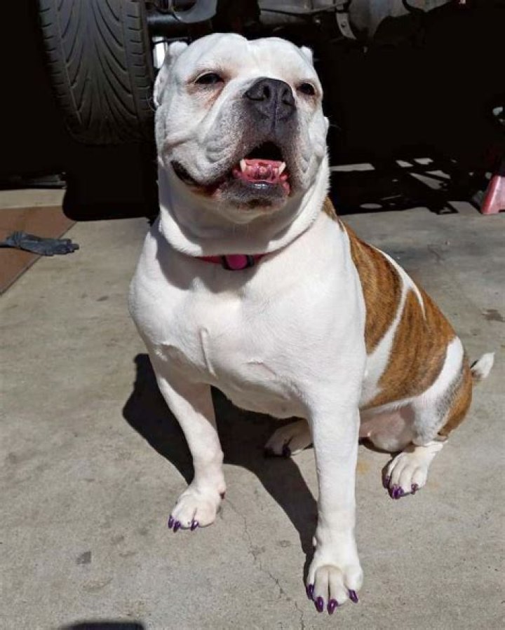 What is a Pitbull mixed with English bulldog called?