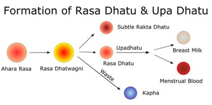 What is Artava dhatu?