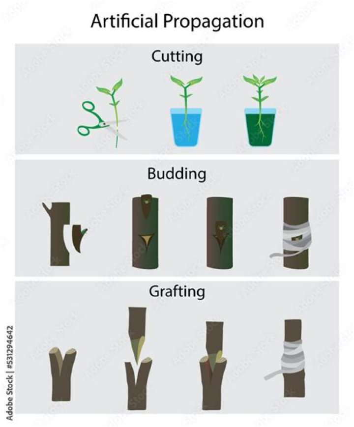What is artificial reproduction in plants?