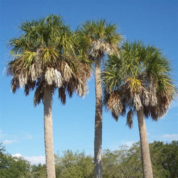 What is cabbage palmetto used for?