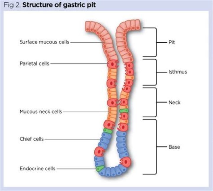 What is found in the gastric pits?