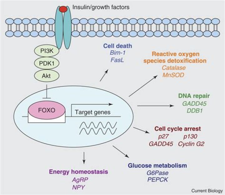 What is FOXO1 gene?
