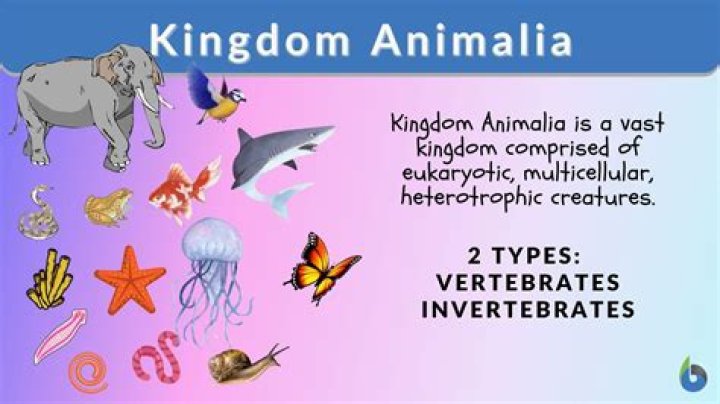 What is kingdom Animalia Class 11?