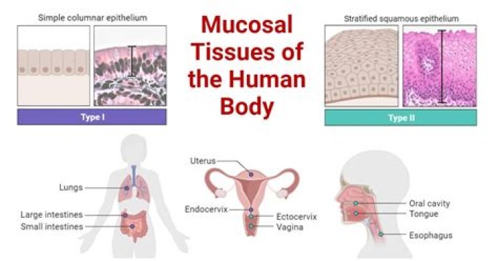 What is mucosal layer?