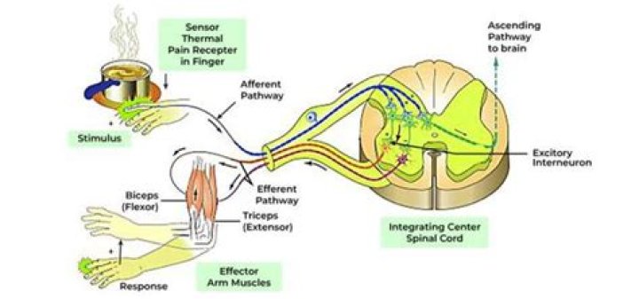 What is orienting reflexes in psychology?