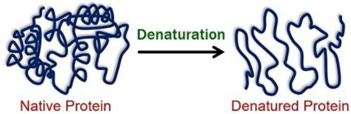 What is protein denaturation?