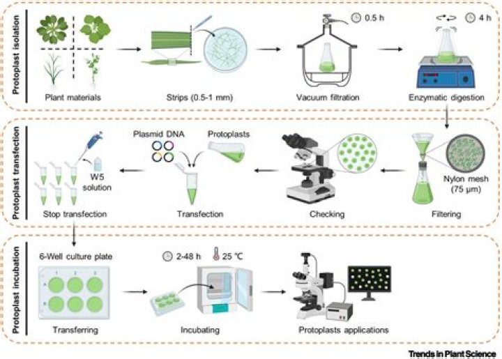 What is protoplast transfection?