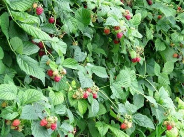 What is the best time to plant raspberry bushes?