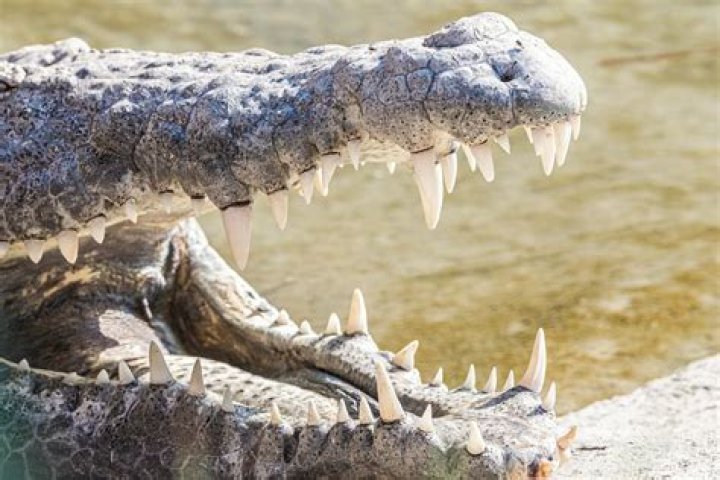 What is the bite force of the biggest crocodile?