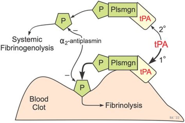 What is the drug tPA used for?