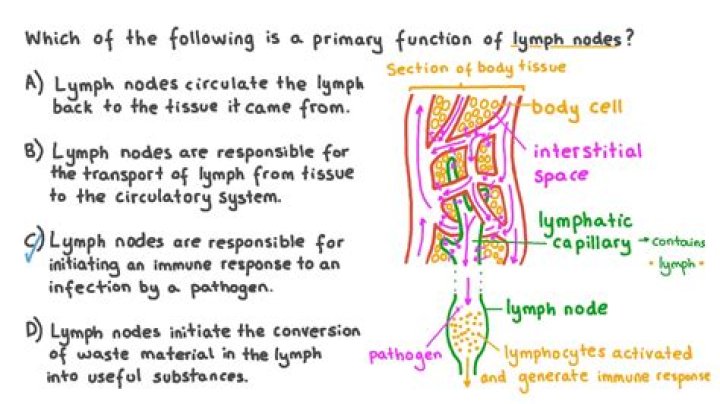 What is the function of lymph nodes?