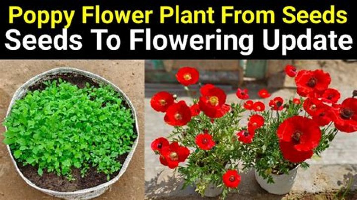 What is the Indian name for poppy seeds?