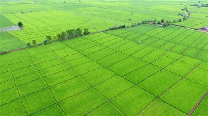 What is the kanji for rice field?