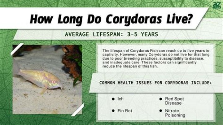 What is the lifespan of a walking catfish?