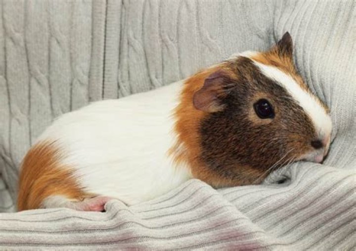What is the main health concern with guinea pigs?