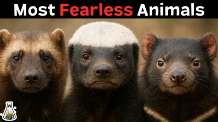 What is the most fearless animal on earth?