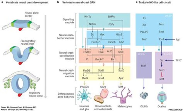 What is the neural crest and what is its importance?
