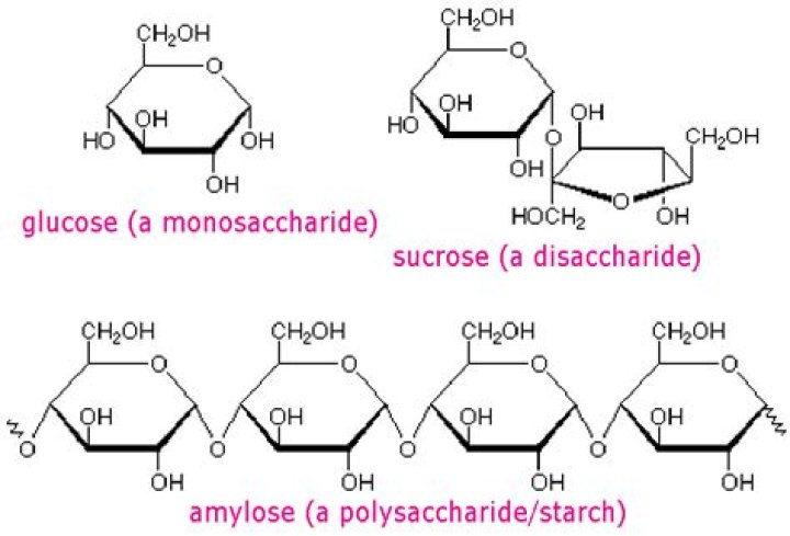 What is the polymer form of a carbohydrate?