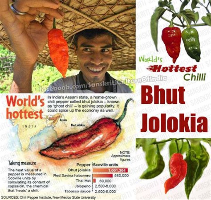 What is the price of Bhut Jolokia?