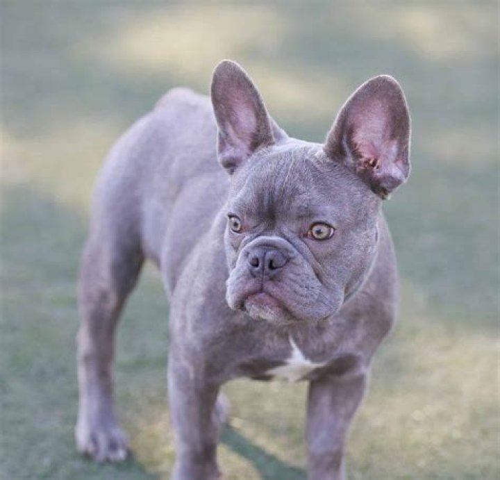 What is the rarest Frenchie?