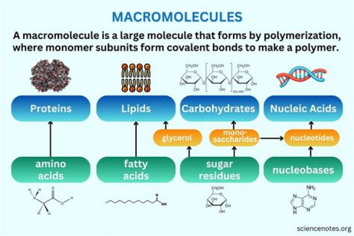 What is the smaller unit of a macromolecule called?