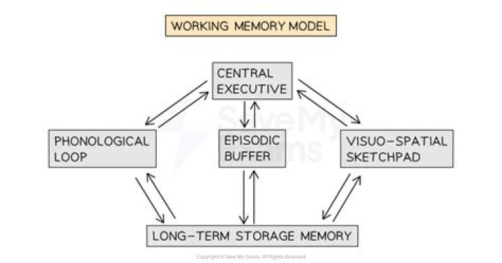 What is the standard model of working memory?