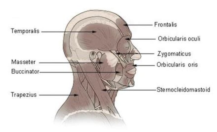 What is the top back of your head called?