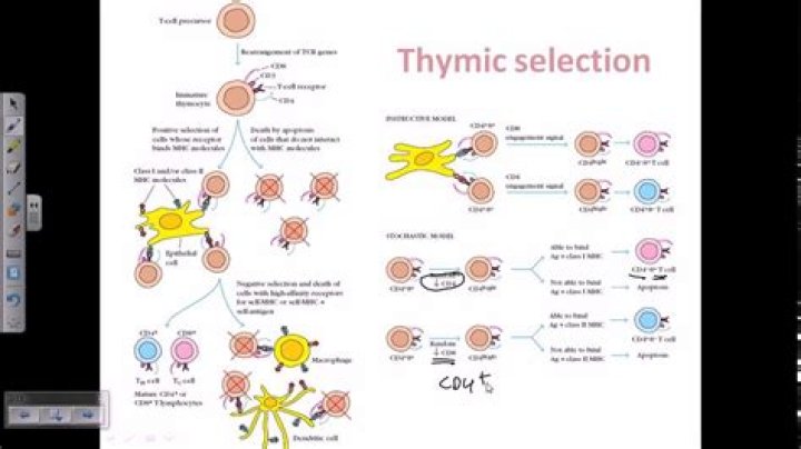 What is thymic education?