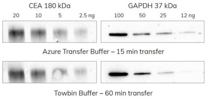 What is Towbin buffer?
