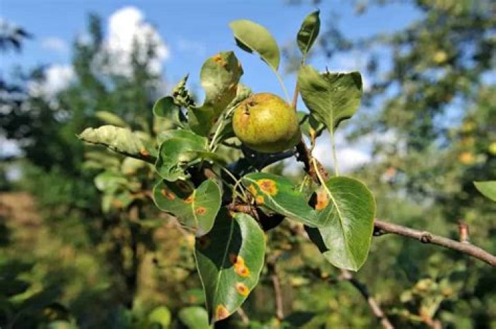 What is wrong with my ornamental pear tree?