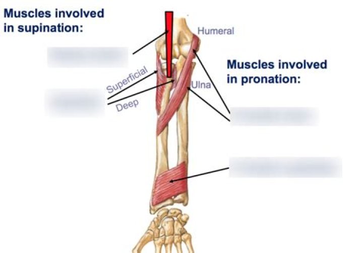 What joint causes supination of the forearm?