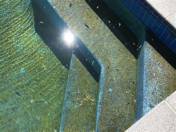 What kills algae on bottom of pool?