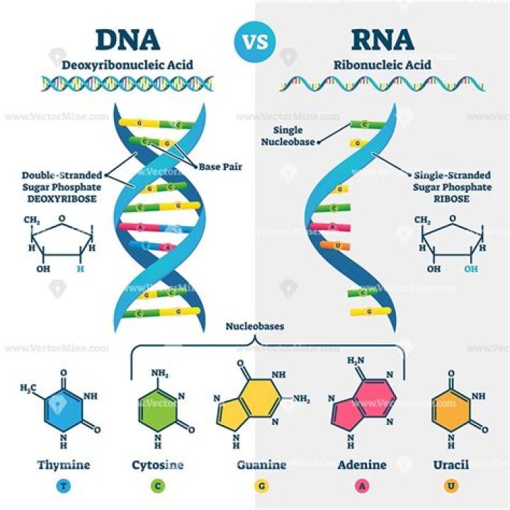 What nucleic acids are in DNA and RNA?