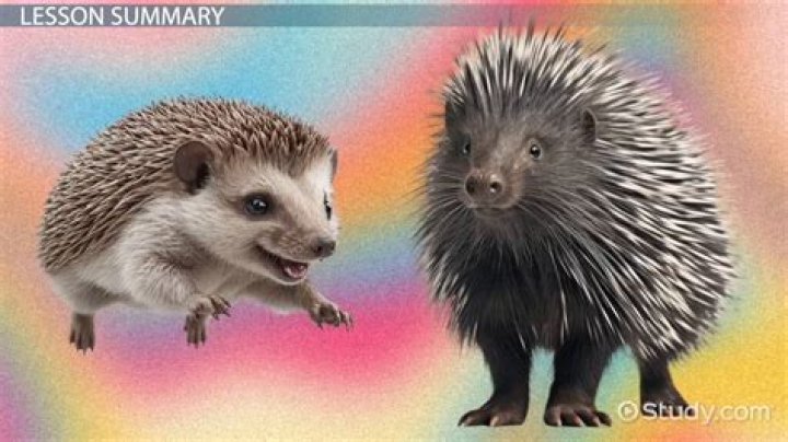 What size hole can a hedgehog get through?