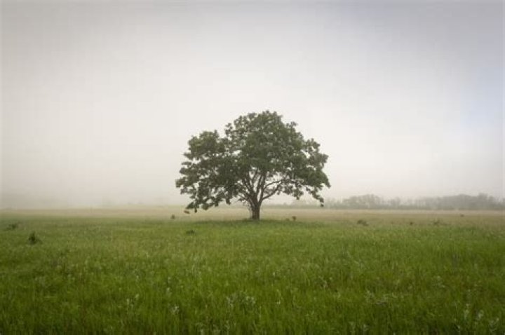 What tree is similar to oak tree?