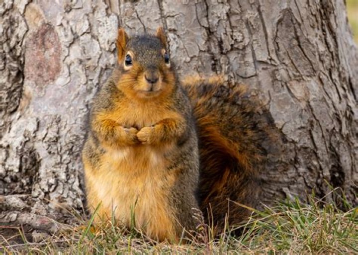 What type of squirrels are red?