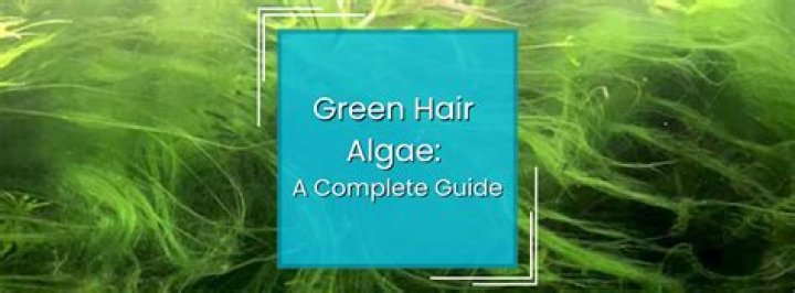 What will eat green hair algae?
