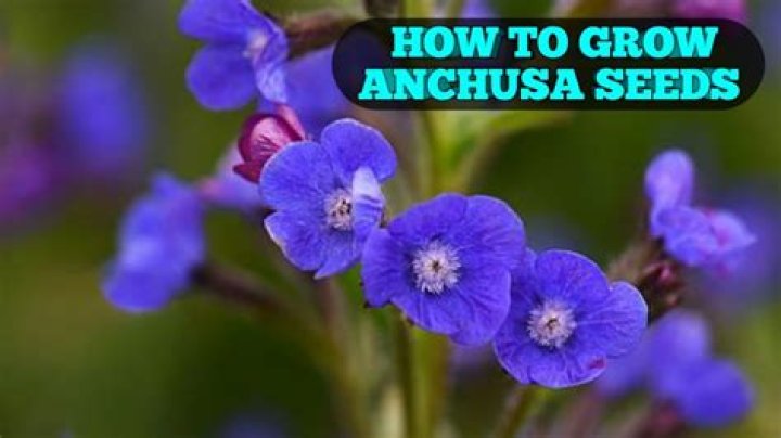 When should I plant anchusa seeds?