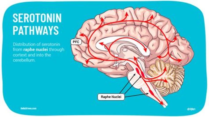 Where are serotonin receptors located?