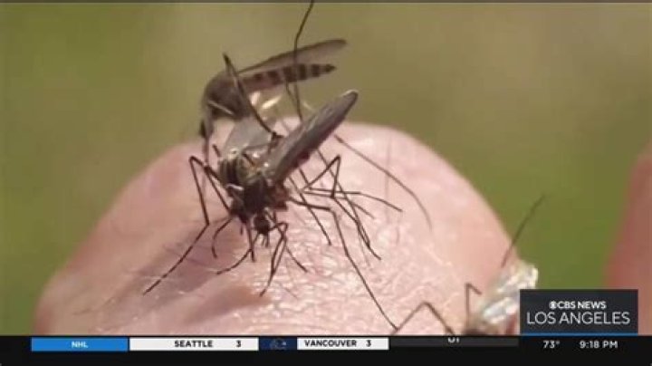 Where do ankle biting mosquitoes live?