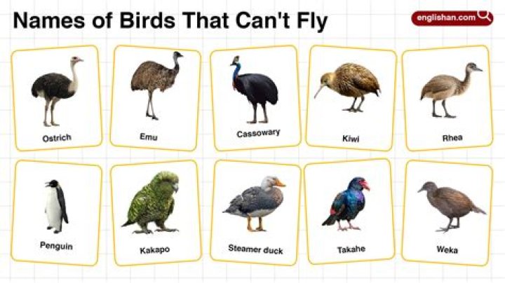 Which bird can fly for 4 years?