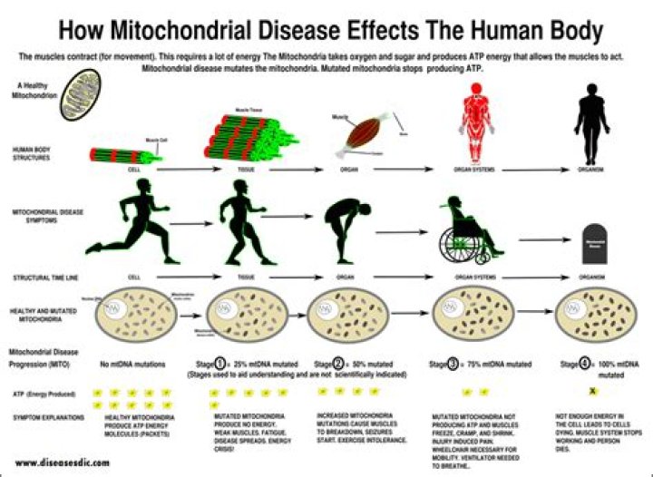 Which human diseases are caused by mutations in mitochondrial DNA?