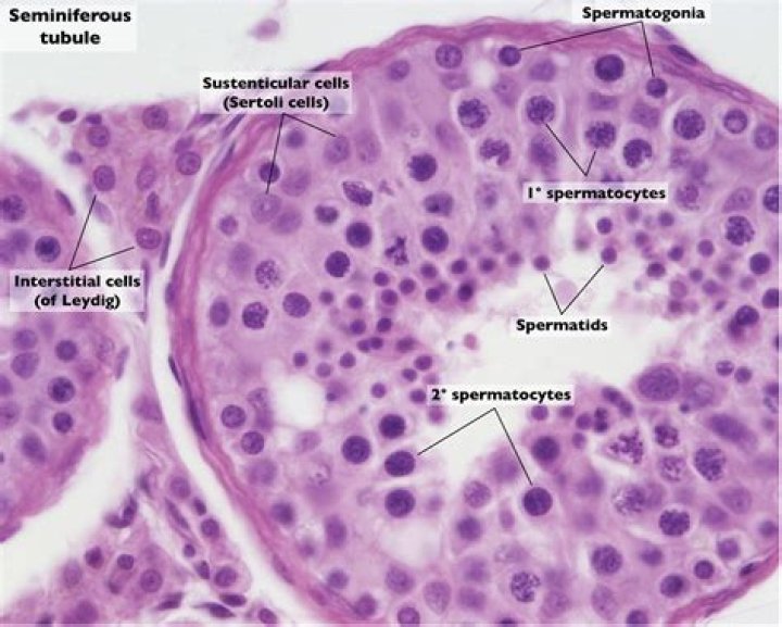 Which layer of the testes contains seminiferous tubules?