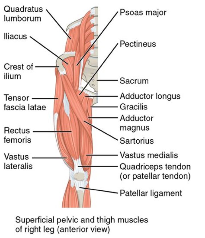Which muscle abducts the thigh at the hip?