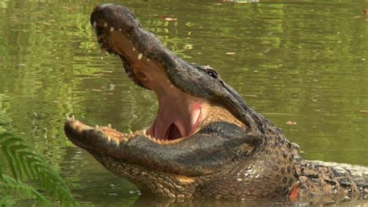 Why are alligators so aggressive Waterboy?