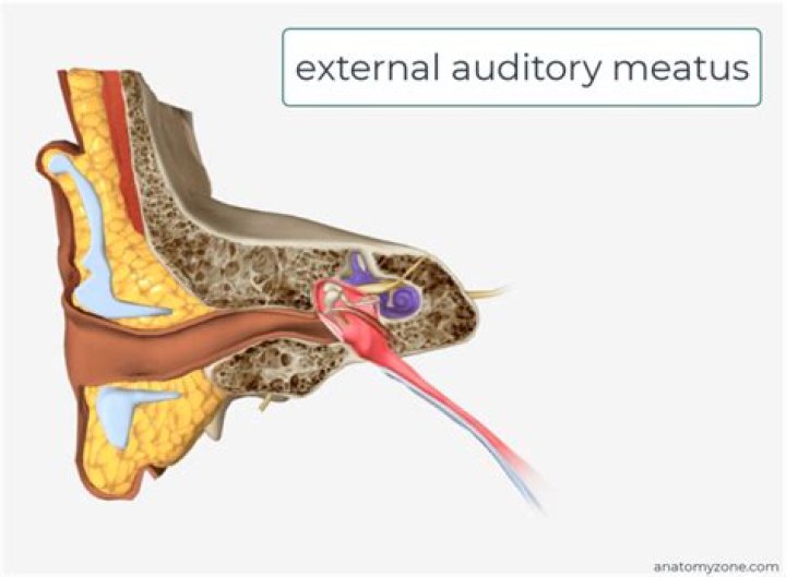 Why does my external auditory meatus hurt?