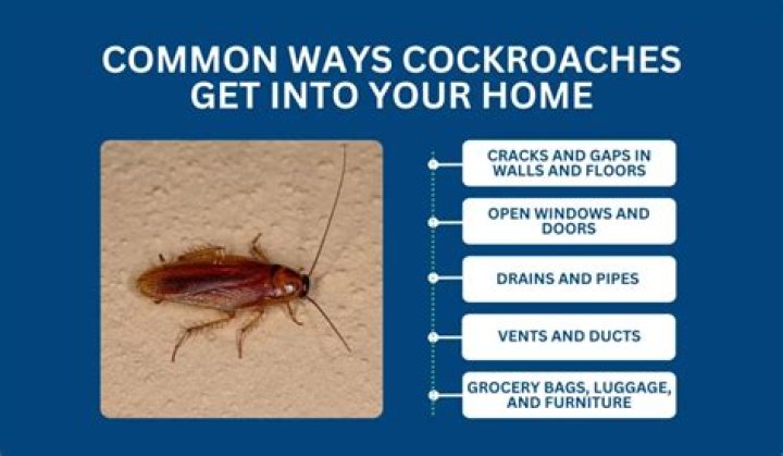 Why is there a giant cockroach in my house?