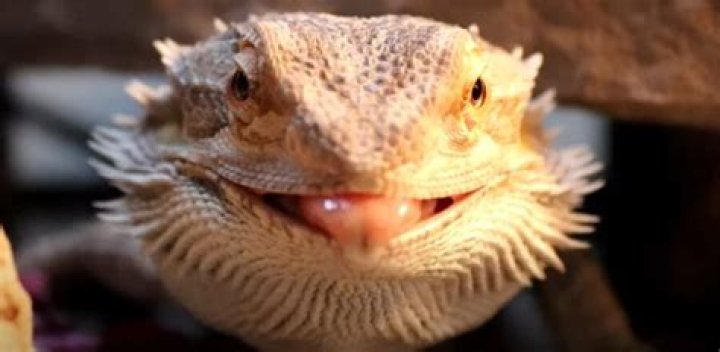 Will my cat hurt my bearded dragon?